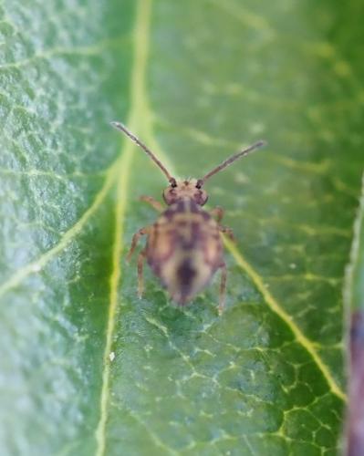 Dicyrtomina ornata